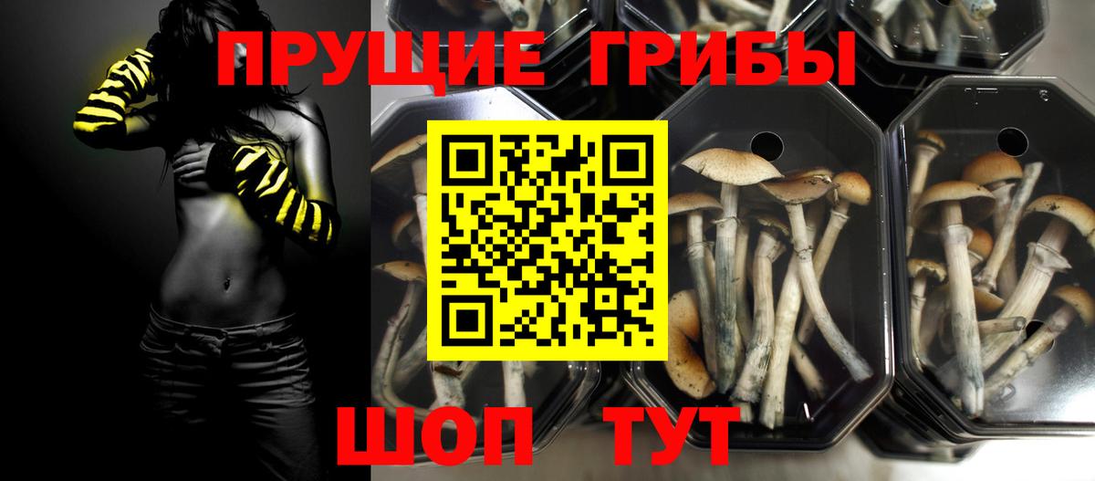 Галлюциногенные грибы Psilocybine cubensis  Вход с VPN  Псилоцибиновые грибы мицелий  как найти наркотики  Холмск 